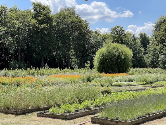 Afbeelding met buitenshuis, plant, hemel, wolk

Automatisch gegenereerde beschrijving