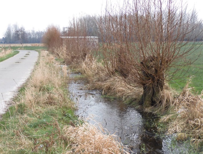 Afbeelding met buitenshuis, gras, plant, hemel

Automatisch gegenereerde beschrijving