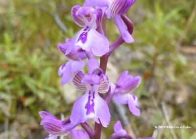 Green winged Orchid, WandelenAlgarve.nl