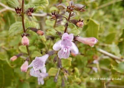 Flora Algarve, wilde bloemen en kruiden, Wandelroute Pereiro