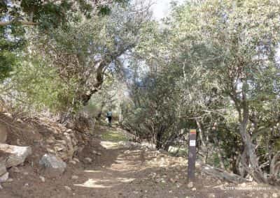 Smal wandelpad tussen de olijfbomen