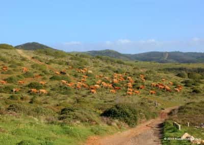 heuvellandschap, grazende koeien, herder met hond, Fishermans trail