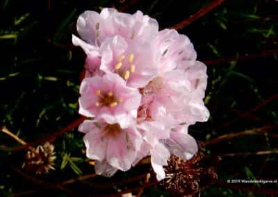 bloemen duinen carrapateira