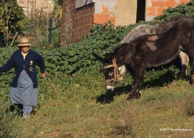 Wandelroute Tavira Boerin met ezel aan touw, traditionele landbouw
