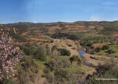 Groen heuvellandschap van wandelroute Tavira, kleine rivier, wandelroutes, amandelbloesem