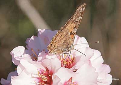 Wandelroute Tavira Amandelbloesem, vlinder