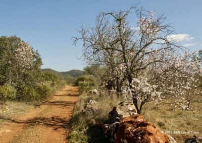 wandeltrack amandelboom zonnige dag