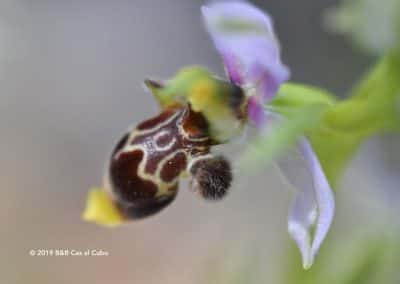 Wilde orchidee wandelroute LLE PR16