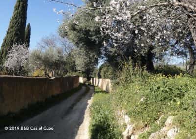 Lente in de Algarve, Romeinse paden met bloeiende amandelbomen