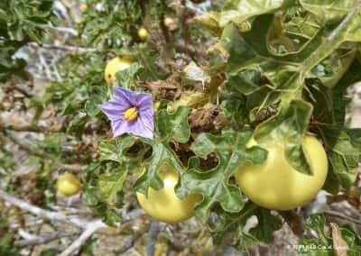 Sodomsappel of Solanum Linneanum op wandelroute OLH PR6 Olhão