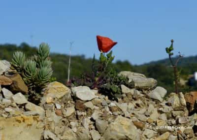 Flora Algarve Papaveraceae, Papaver, klaproos op roetmuur