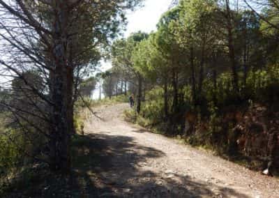 Wandelroute onder de Parasoldennen in de Serra do Caldeirão