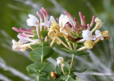 Flora van de Algarve, jasmijn bloem