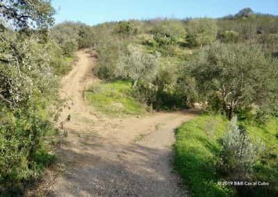 Wandelpad met olijfbomen en johannesbroodbomen