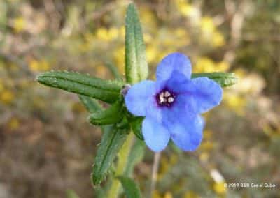 Heavenly Blue langs wandelroute Algarve