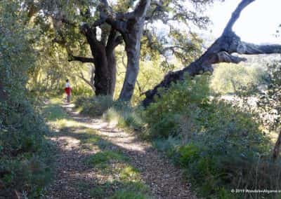 Kurkeiken naast wandelpad met wandelaar in Oost-Algarve