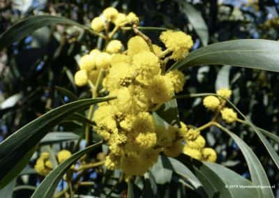 Lente in de Algarve met bloeiende mimosabomen