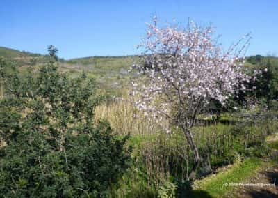 Winters heuvellandschap Zuid-Portugal met bloeiende amandelbomen