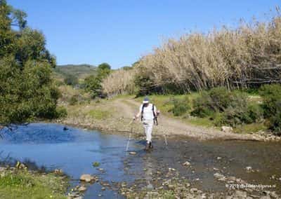 Wandelaar steekt rivier over tussen rietkragen, heuvelland