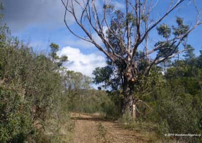 Wandelroute GR13, Via Algarviana, Barranco do Velho