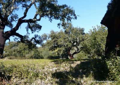 São Brás de Alportel wandelroutes - SBA PR1