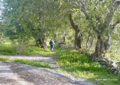 PR1 Caminhos e Encruzilhadas de ir à Fonte, São Brás de Alportel