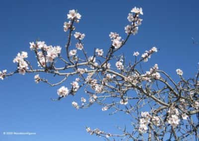 Bloeiende amandelboom op wandeling TAV PR15