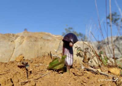 Typische bloem in het vroege voorjaar Arisarum simorrhinum Durieu