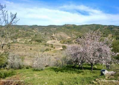 De groene heuvels rondom Alta Mora staan vol bloeiende amandelbomen op CTM PR8