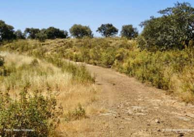 Flora langs het wandelpad op route CTM PR3 van Castro Marim