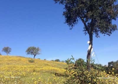 In de lente kleuren de heuvels in de Algarve geel, paars, wit en rood met veldbloemen LLE PR2