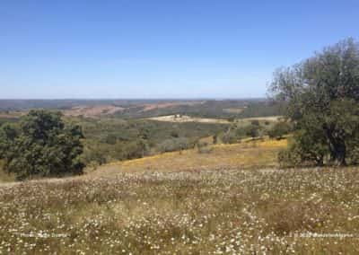 Bloeiende velden in de heuvels van de noordelijke Algarve op LLE PR2