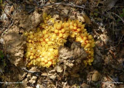 Gele bloemen direct uit de kleigrond bij Ameixial op wandeling LLR PR01