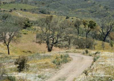 Kurkbomen en steeneiken in het landschap rondom Ameixial op wandeling Loulé PR1