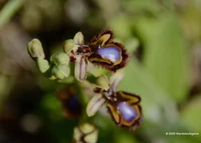 Ophrys Speculum ofwel Spiegelorchis tijdens wandelen TAV PR6