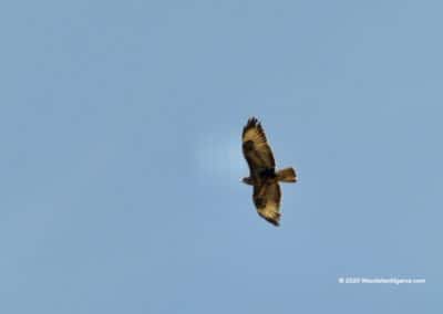 Roofvogels in het gebied rondom Feiteira op TAV PR5