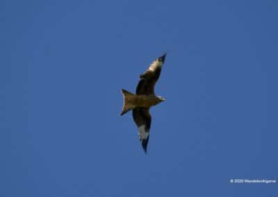 Roofvogels op wandeling Cruz Alta Loulé