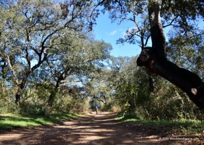 Geschilde kurkeiken langs het wandelpad van wandelroute 14 Loulé