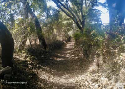 Door bomen omzoomd pad op wandeling PR5 van São Brás de Alportel