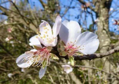 In februari bloeien langs alle wandelroutes de amandelbomen