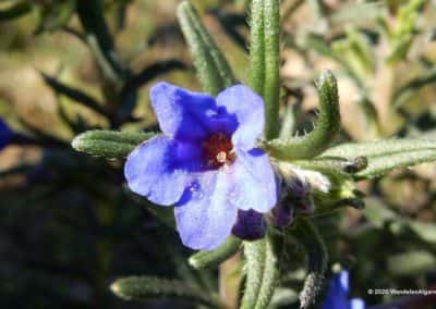 Lithodora Prostata subsp. Lusitanica ook wel "Heavenly Blue" op wandelroute Algarve