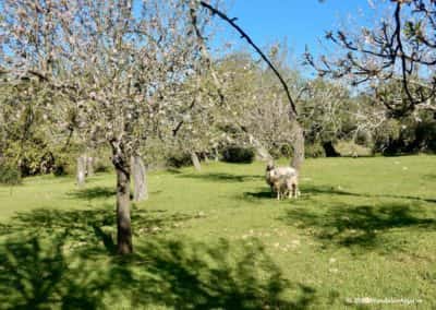 Twee schapen in een amandelboomgaard op wandeling Flores Primavera