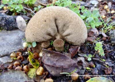 Barranco Velho wandeling - schimmels, paddenstoelen en mossen