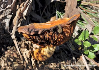 Paddenstoelen Algarve