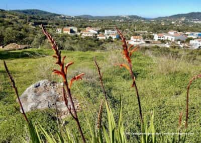 Wandelroutes vale de Alportel