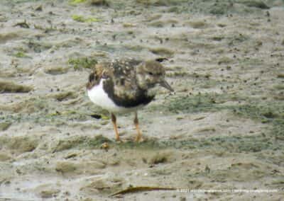 Wandelroutes Olhão - Ria Formosa - Vogelspotten - Vogels kijken - Portugal