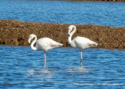 Olhão wandelroutes Caminho da Ria Formosa - Portugal