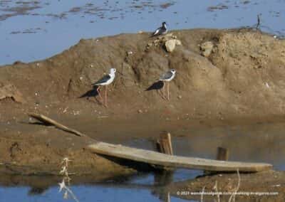 Ria Formosa zoutpannen - Wandelroutes Olhão - vogels kijken Portugal