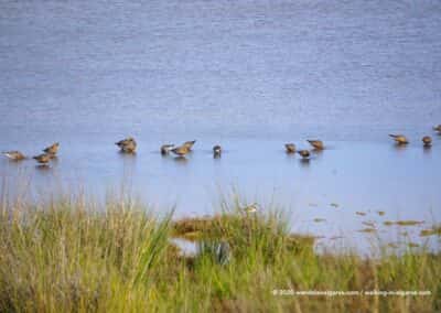 Ria Formosa Olhão vogels kijken