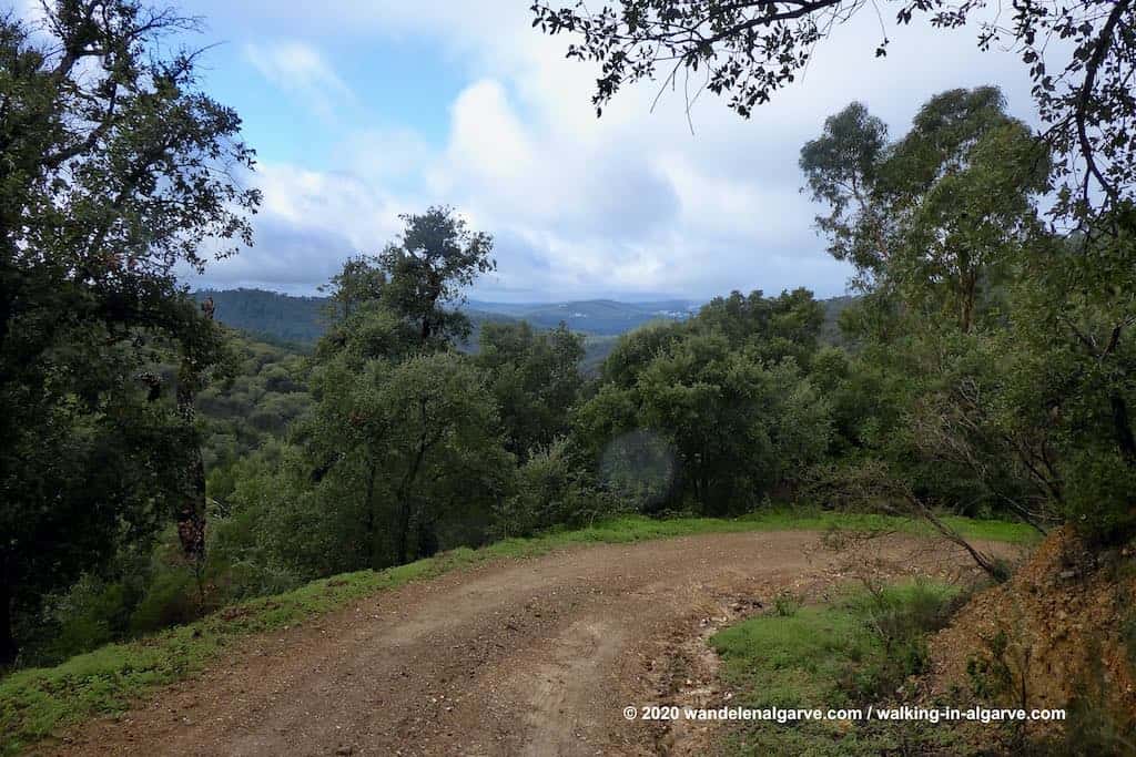 In het eucalyptusbos van het Mata da Conceicao